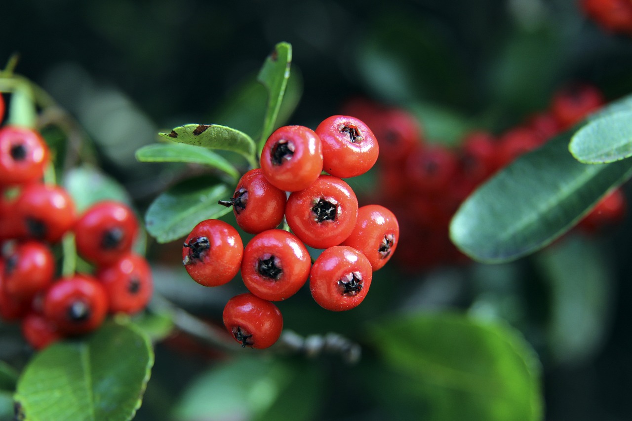 中国队以强 中国队以强